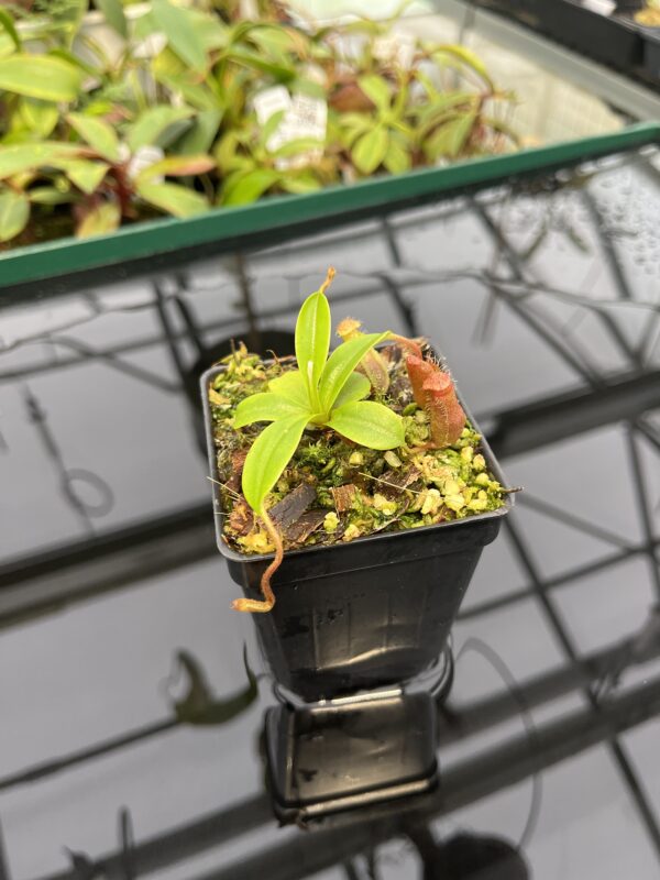 Wide Angle of Nepenthes villosa x ventricosa | JH | Florae | Florae Collaborative | FC-325.03 | 20312