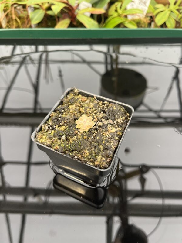 Wide Angle of Pinguicula cv. Florian {P. jaumavensis x debbertiana} | Best Carnivorous Plants | BCP-1398 | 20308