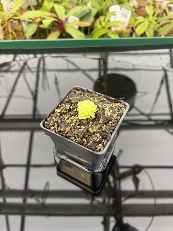 Wide Angle of Pinguicula esseriana {light pink flw, Giant} | Best Carnivorous Plants | BCP-1356 | 20305