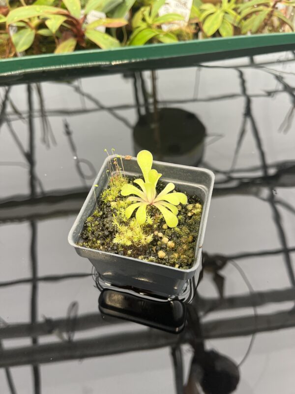 Wide Angle of Pinguicula laxifolia | Best Carnivorous Plants | BCP-2273 | 20302