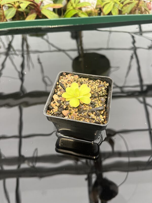 Wide Angle of Pinguicula martinezii | Best Carnivorous Plants | BCP-2222 | 20303