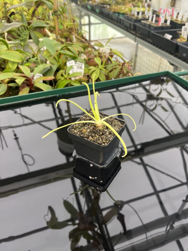 Wide Angle of Pinguicula moctezumae | Best Carnivorous Plants | BCP-670 | 20300