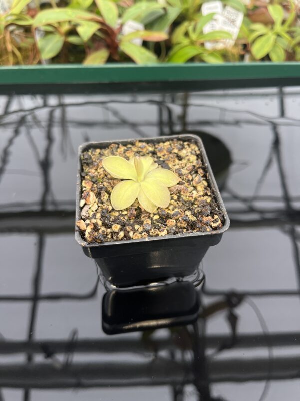 Wide Angle of Pinguicula moranensis {Superba} | Best Carnivorous Plants | BCP-1354 | 20306
