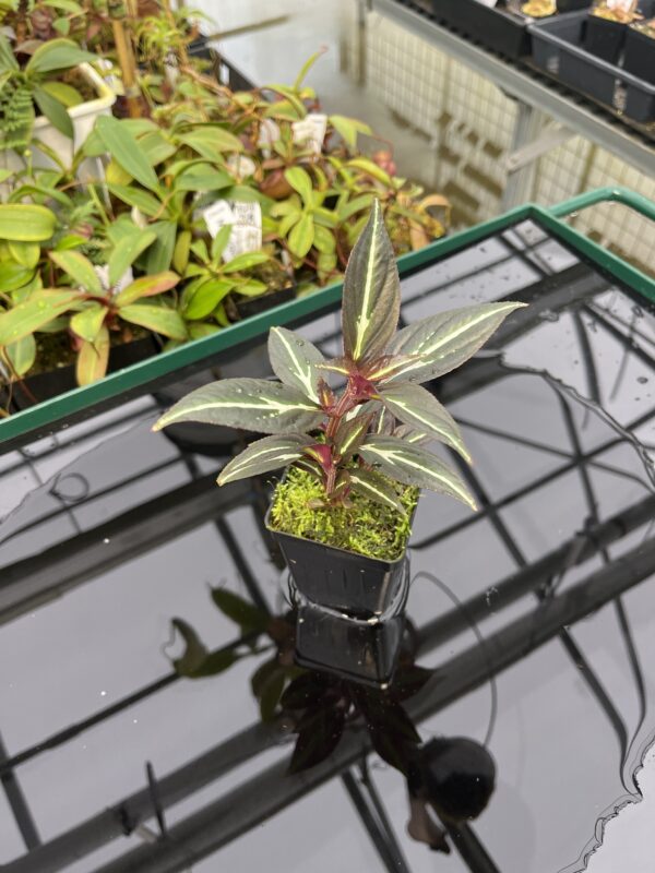 Wide Angle of Sonerila 'Lightning' Thailand | Florae | Florae Collaborative | 20309