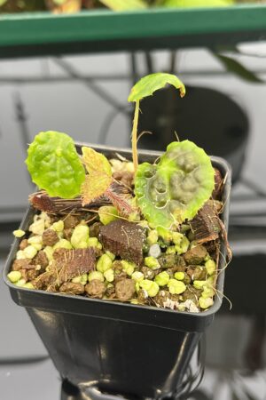 Close Up of Begonia U690 (Africa) | Florae Collaborative | 20530
