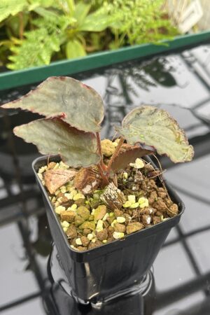 Close Up of Begonia hatacoa 'Purple' (Tibet, Nepal) | Florae Collaborative | 20624