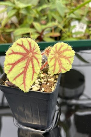 Close Up of Begonia quadrialata (Africa) | Florae Collaborative | 20532