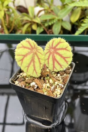 Close Up of Begonia quadrialata (Africa) | Florae Collaborative | 20621