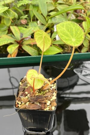 Close Up of Begonia scapigera (Africa) | Florae Collaborative | 20529