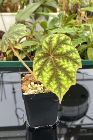 Close Up of Begonia shiwanshanensis (China) | Florae Collaborative | 20620