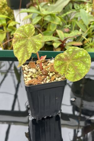 Close Up of Begonia sp Indonesia | Florae Collaborative | 20451