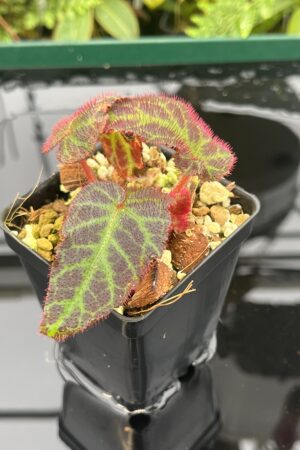 Close Up of Begonia sp Sumatra Utura (Indonesia, Sumatra) | Florae Collaborative | 20625