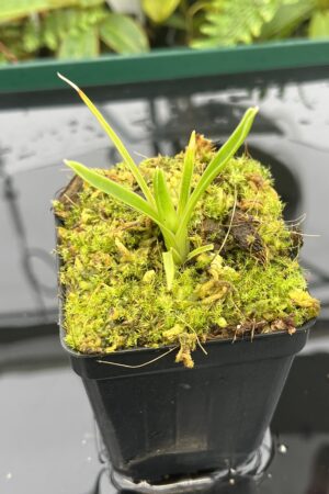 Close Up of Brocchinia aff. steyermarkii {seedgrown, slender form, Auyan Tepui plateau, Venezuela} | Best Carnivorous Plants | BCP-2267-00 | 20696