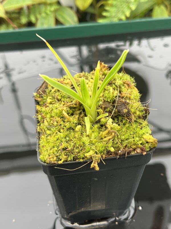 Close Up of Brocchinia aff. steyermarkii {seedgrown, slender form, Auyan Tepui plateau, Venezuela} | Best Carnivorous Plants | BCP-2267-00 | 20696