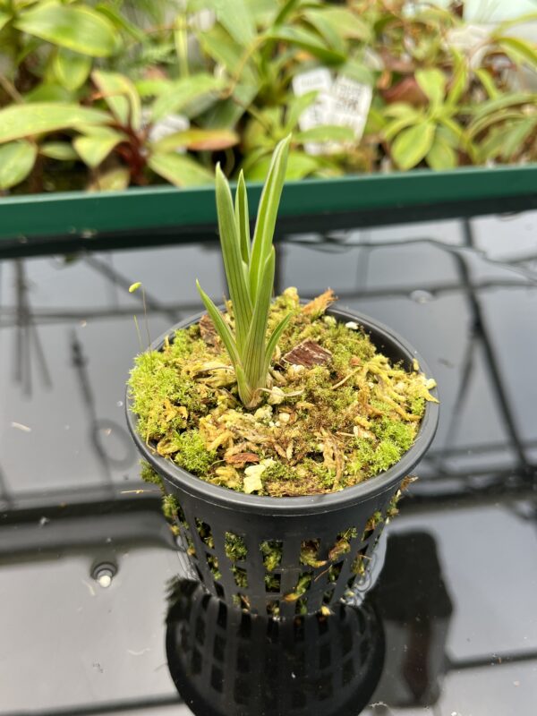 Close Up of Brocchinia reducta {France strain, clone # 1, 2} | Best Carnivorous Plants | 20422