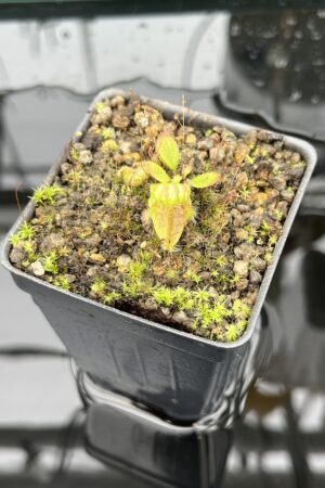 Close Up of Cephalotus follicularis | Christian Klein | 20579