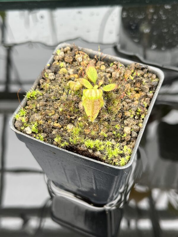 Close Up of Cephalotus follicularis | Christian Klein | 20579
