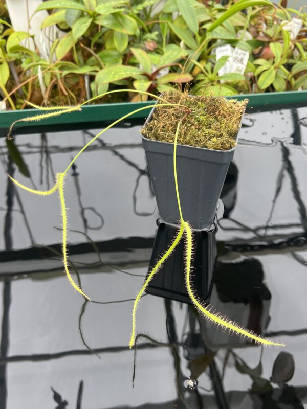 Close Up of Drosera binata var. dichotoma f. extrema {Giant Plant} | Best Carnivorous Plants | 20450