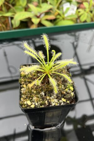 Close Up of Drosera capensis {White Flower Form} | Best Carnivorous Plants | 20468