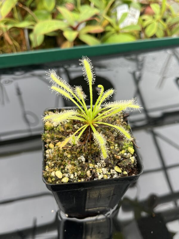 Close Up of Drosera capensis {White Flower Form} | Best Carnivorous Plants | 20468