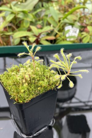 Close Up of Drosera curvipes {Donkerhoek, Gauteng Province, South Africa} | Best Carnivorous Plants | BCP-2645 | 20467