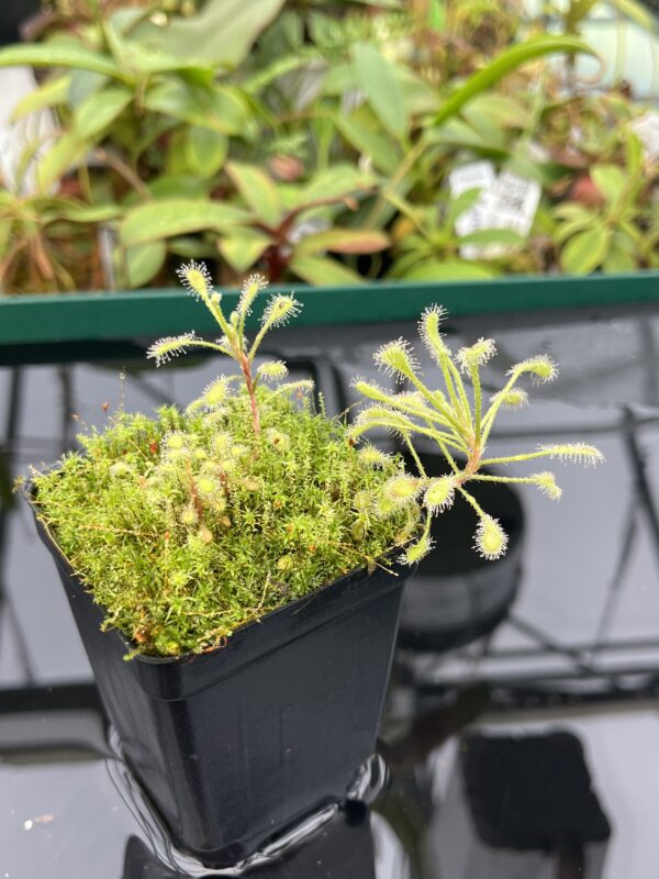 Close Up of Drosera curvipes {Donkerhoek, Gauteng Province, South Africa} | Best Carnivorous Plants | BCP-2645 | 20467