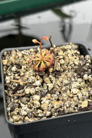 Close Up of Drosera kaieteuresis {Kako village, savanna under Mt. Eboropu, Guyana} | Best Carnivorous Plants | BCP-2557 | 20518