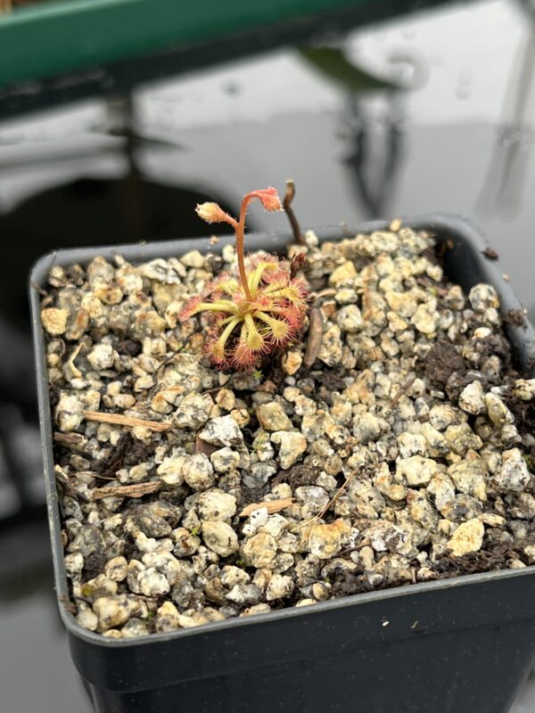 Close Up of Drosera kaieteuresis {Kako village, savanna under Mt. Eboropu, Guyana} | Best Carnivorous Plants | BCP-2557 | 20518