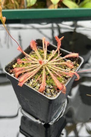 Close Up of Drosera oblanceolata {true, Hong Kong} | Best Carnivorous Plants | BCP-910 | 20502