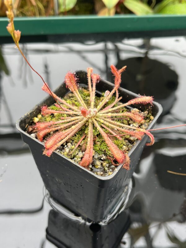 Close Up of Drosera oblanceolata {true, Hong Kong} | Best Carnivorous Plants | BCP-910 | 20502