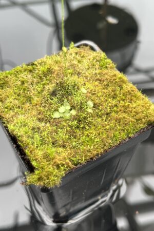 Close Up of Genlisea aurea {Caparao, MG, Brazil} | Best Carnivorous Plants | BCP-001 | 20469