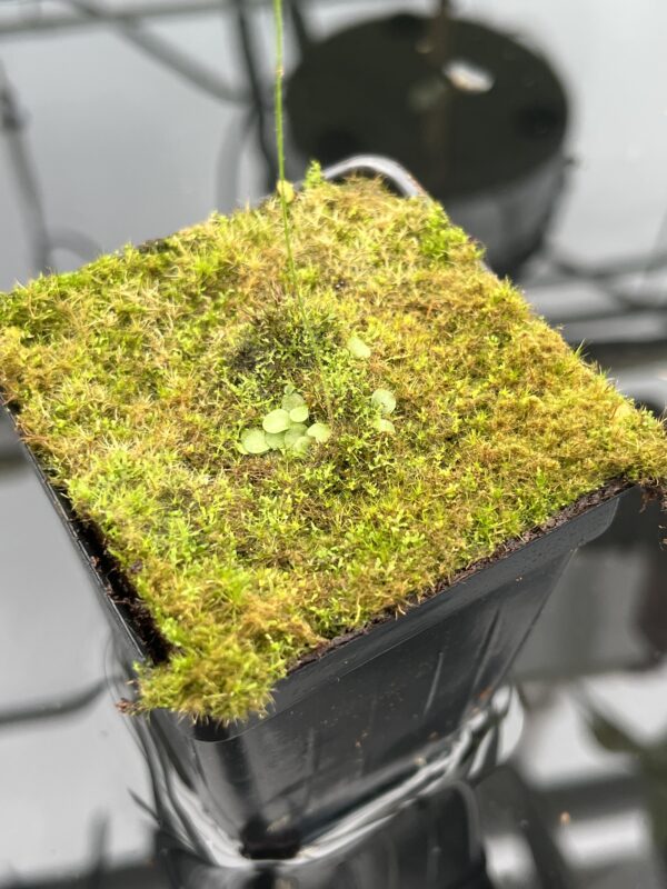 Close Up of Genlisea aurea {Caparao, MG, Brazil} | Best Carnivorous Plants | BCP-001 | 20469