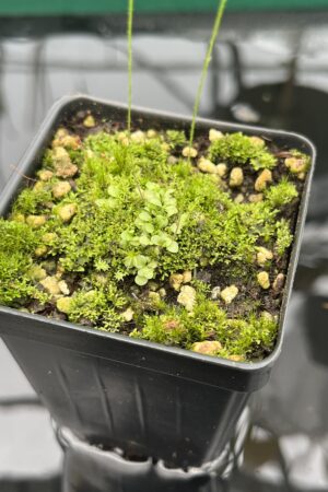 Close Up of Genlisea filiformis | Best Carnivorous Plants | BCP-050 | 20470