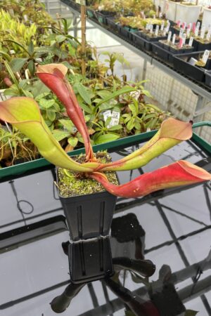Close Up of Heliamphora electrum | Clone: 01 | Andreas Wistuba | AW-H_spVen.2 | 20541