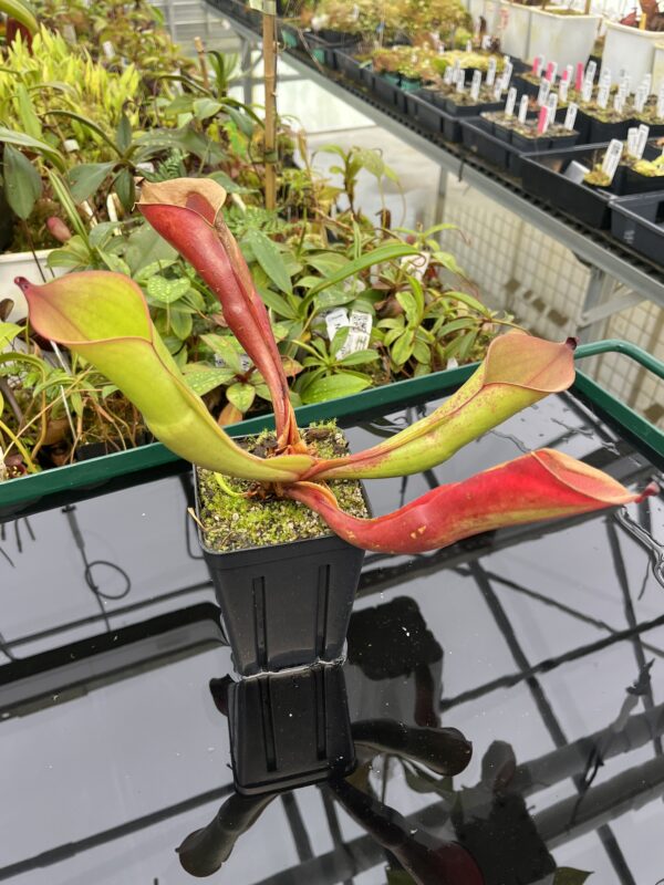 Close Up of Heliamphora electrum | Clone: 01 | Andreas Wistuba | AW-H_spVen.2 | 20541