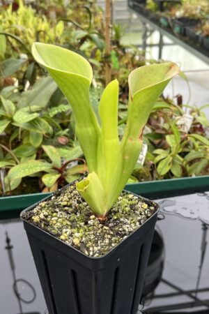 Close Up of Heliamphora exappendiculata (Chimanta Tepui) | Andreas Wistuba | 20540