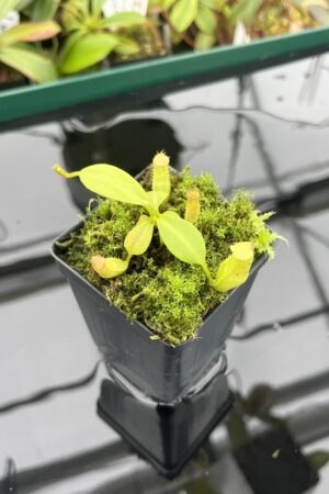 Close Up of Nepenthes Rokko EP x edwardsiana | Florae Collaborative | FC-202.01 | 20397