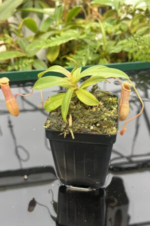 Close Up of Nepenthes aenigma | Borneo Exotics | BE-3770 | 20629