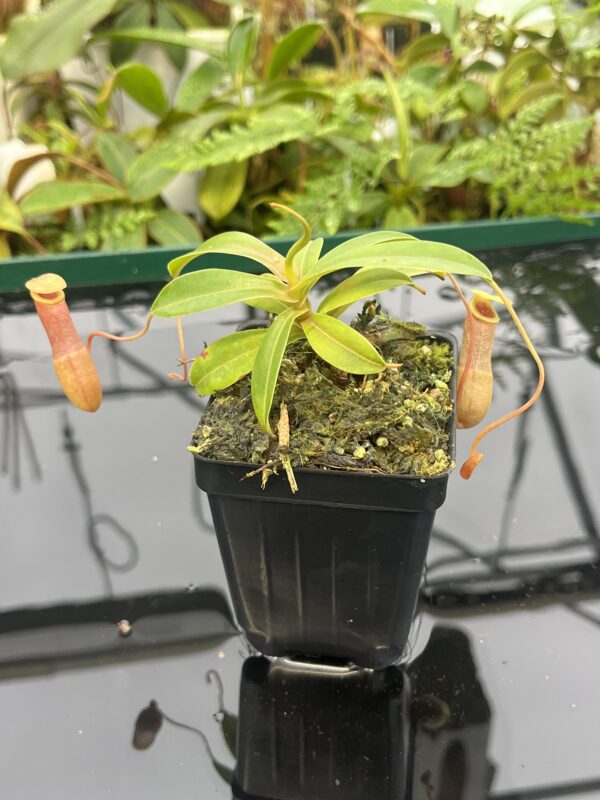 Close Up of Nepenthes aenigma | Borneo Exotics | BE-3770 | 20629