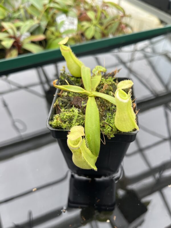 Close Up of Nepenthes albomarginata | Borneo Exotics | BE-3004 | 20379