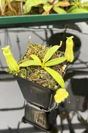 Close Up of Nepenthes albomarginata | Borneo Exotics | BE-3004 | 20572