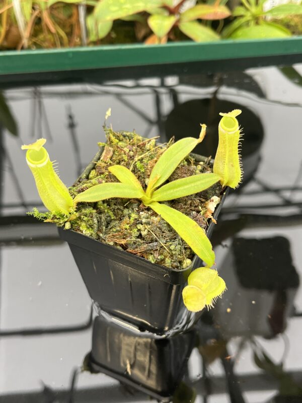 Close Up of Nepenthes albomarginata | Borneo Exotics | BE-3004 | 20572