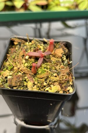 Close Up of Nepenthes albomarginata, red (Gunung Jerai) | Florae | SG | Florae Collaborative | FC-367 | 20481