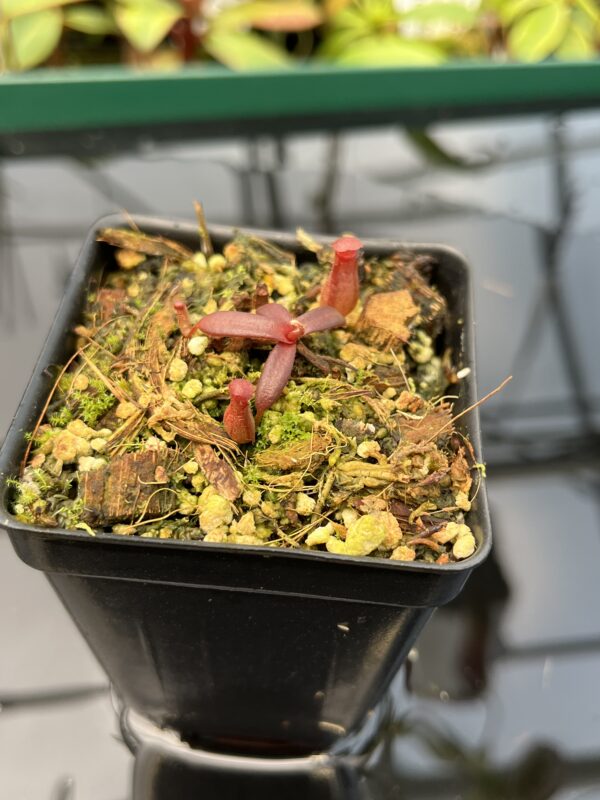 Close Up of Nepenthes albomarginata, red (Gunung Jerai) | Florae | SG | Florae Collaborative | FC-367 | 20481