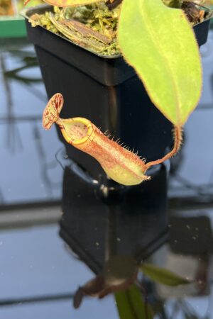 Close Up of Nepenthes albomarginata x attenboroughii | Borneo Exotics | BE-4513 | 20433