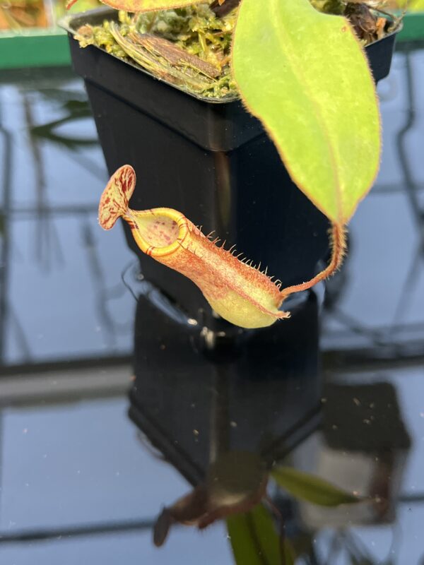 Close Up of Nepenthes albomarginata x attenboroughii | Borneo Exotics | BE-4513 | 20433