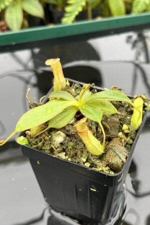 Close Up of Nepenthes albomarginata x attenboroughii | Borneo Exotics | BE-4513 | 20644