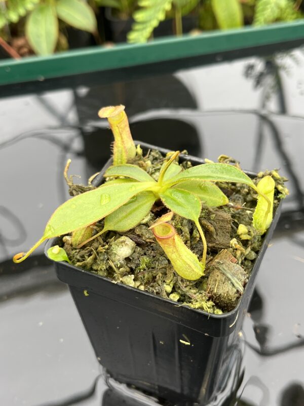 Close Up of Nepenthes albomarginata x attenboroughii | Borneo Exotics | BE-4513 | 20644
