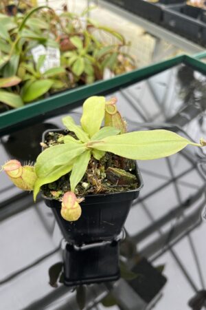 Close Up of Nepenthes ampullaria | Borneo Exotics | BE-3681 | 20381