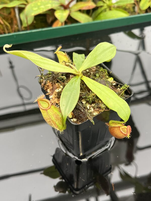 Close Up of Nepenthes ampullaria | Borneo Exotics | BE-3681 | 20571